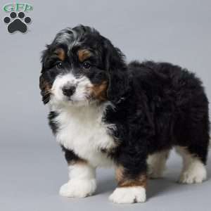 Tucker, Mini Bernedoodle Puppy